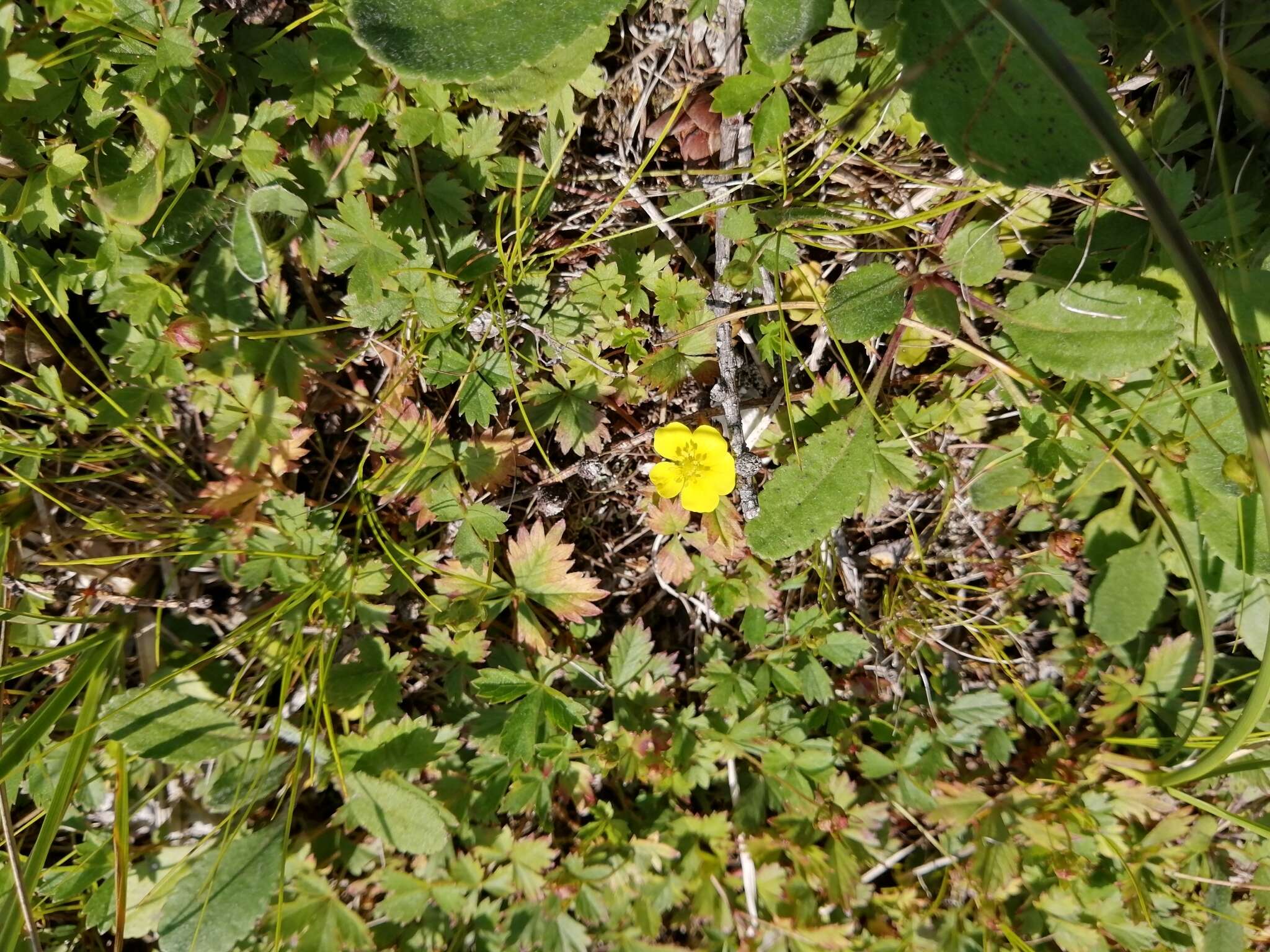 Image of English cinquefoil