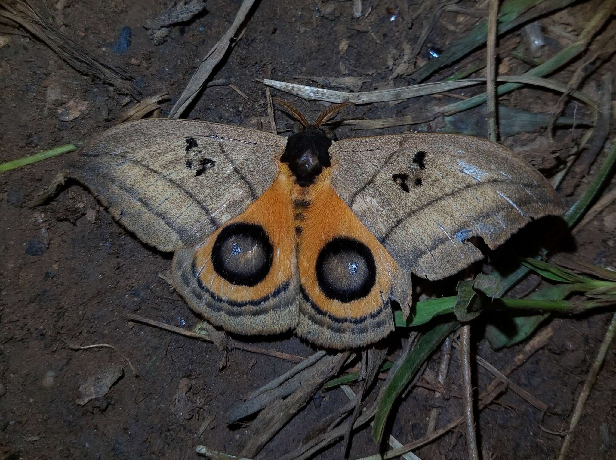 Image of Automeris curvilinea Schaus 1906