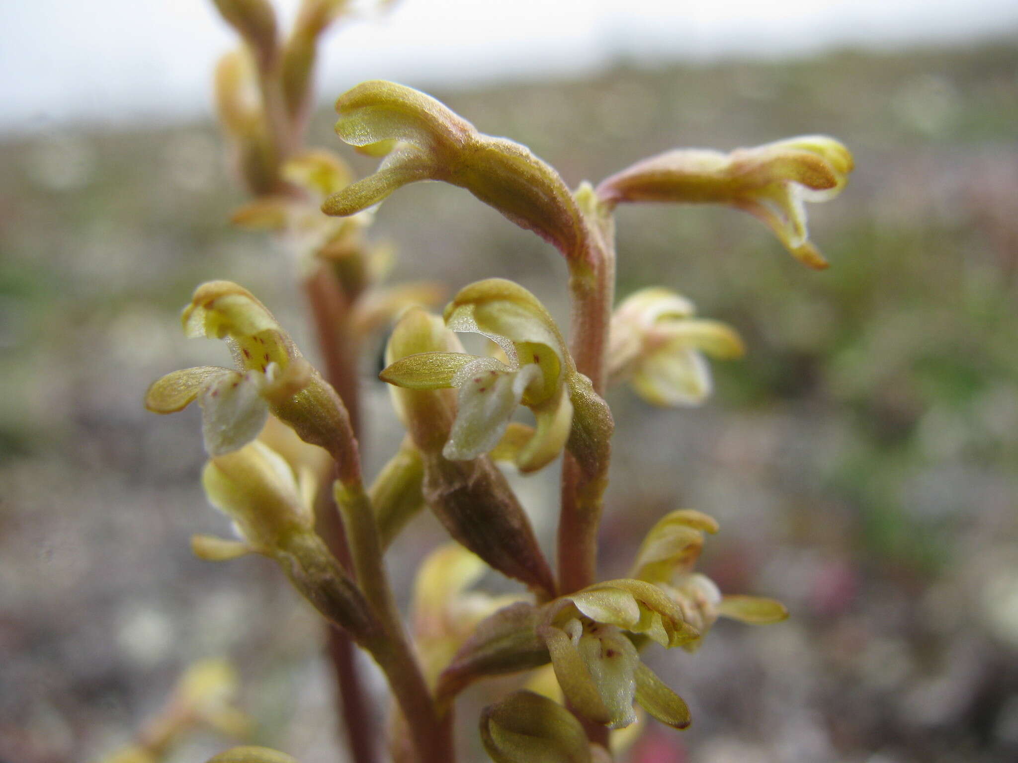 Image of Yellow coralroot