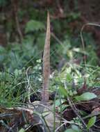 Arisaema yamatense subsp. sugimotoi (Nakai) H. Ohashi & J. Murata的圖片