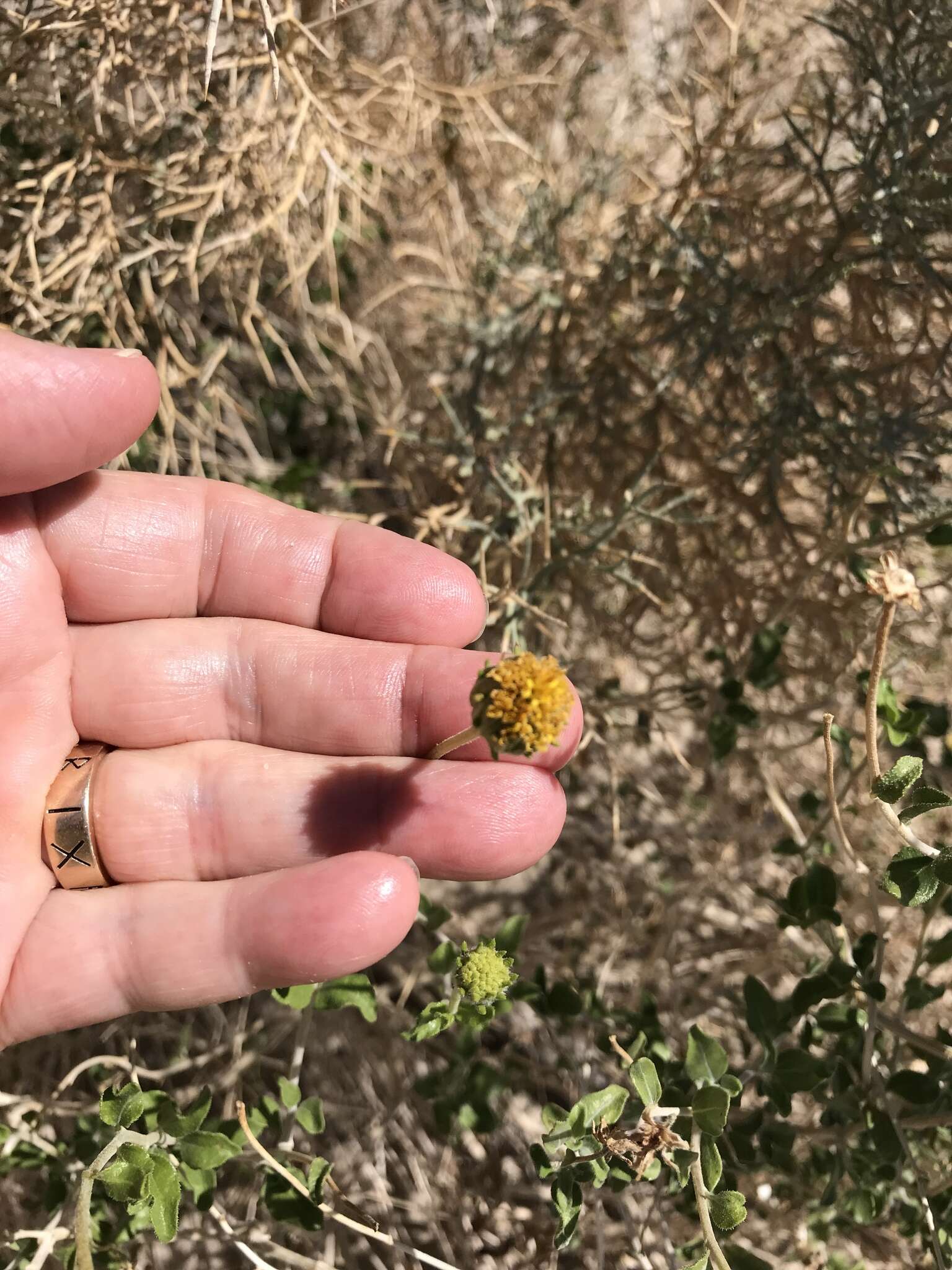 Sivun Encelia frutescens var. frutescens kuva