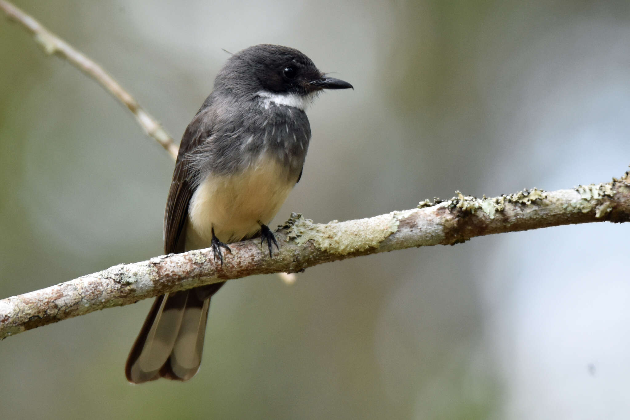 Image of Northern Fantail