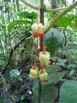 Image of Glossoloma schultzei (Mansf.) J. L. Clark