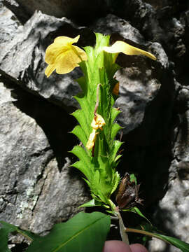 Image of Crossandra multidentata K. Vollesen