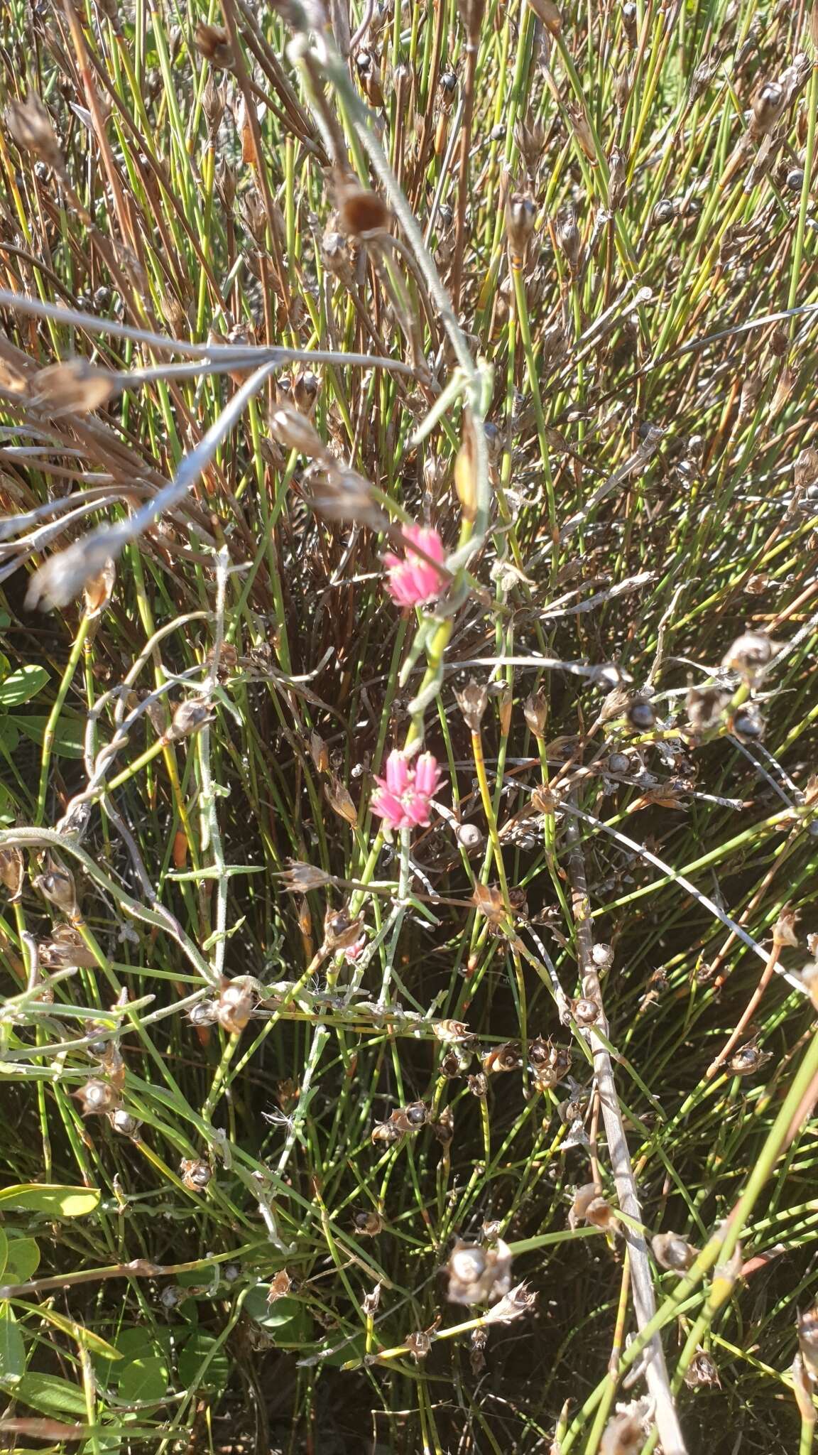 Image of Microloma sagittatum (L.) R. Br.