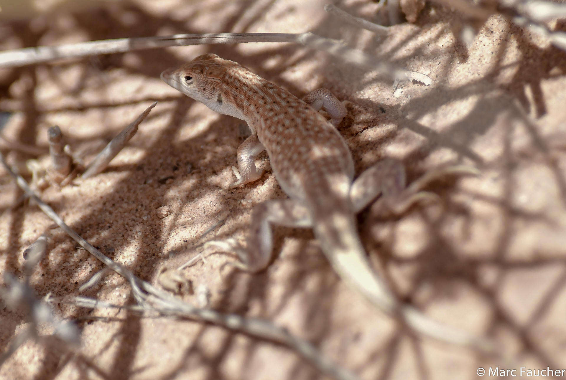 Plancia ëd Acanthodactylus dumerilii (Milne-edwards 1829)