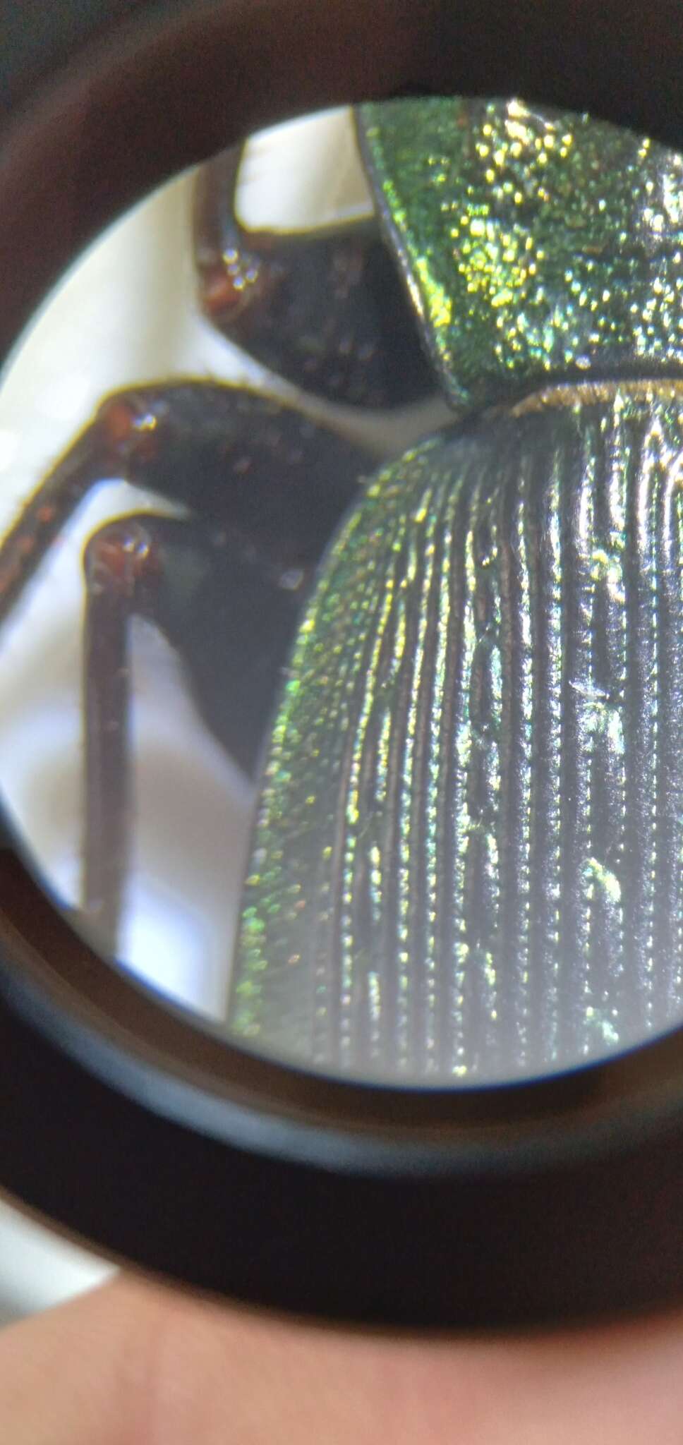 Image of Carabus (Ohomopterus) insulicola kantoensis Ishikawa & Ujiie 2000