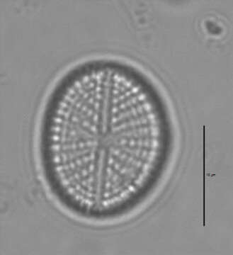 Image of Cavinula scutelloides (W. Smith) Lange-Bertalot 1996