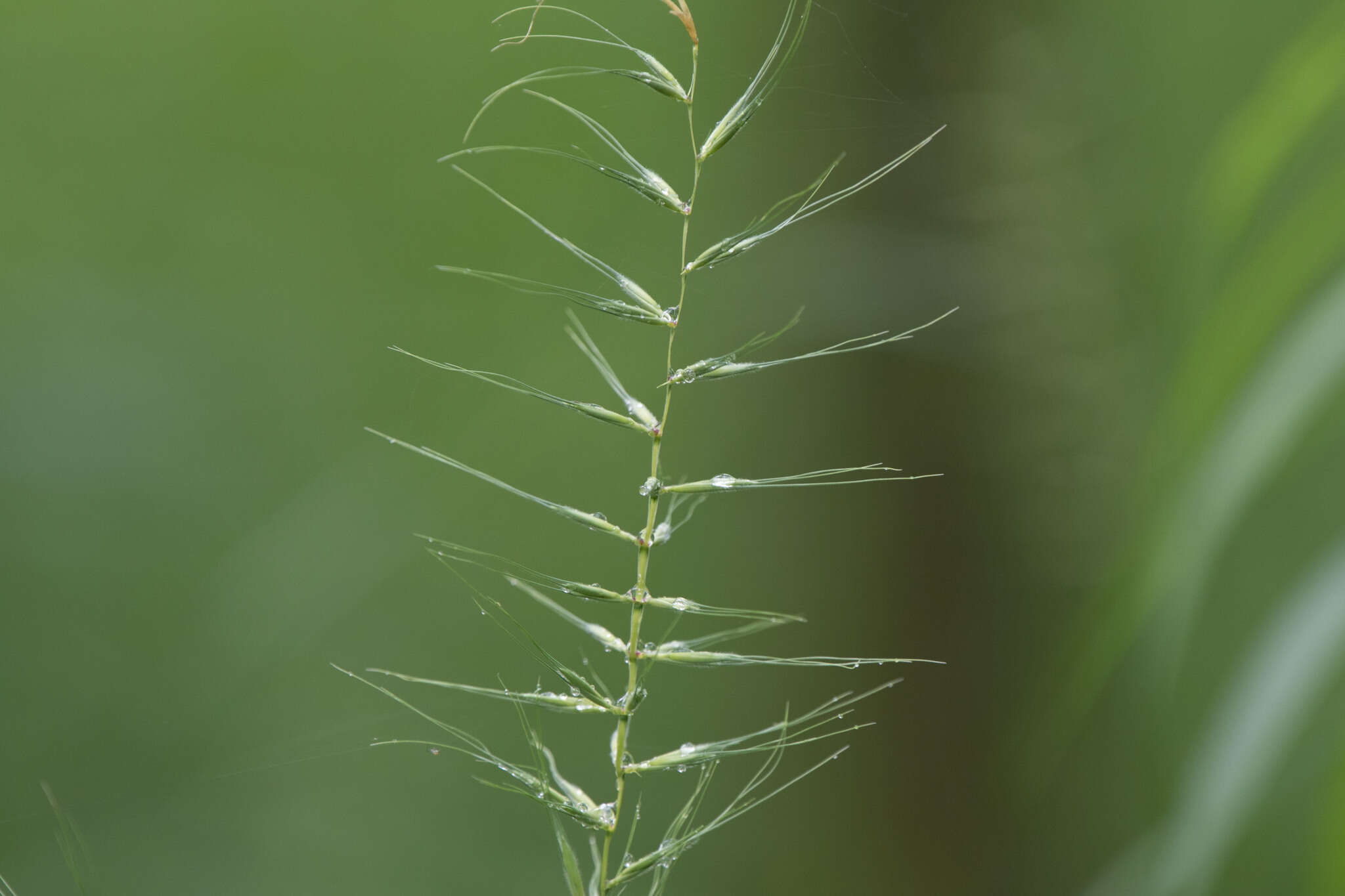 Image of eastern bottlebrush grass