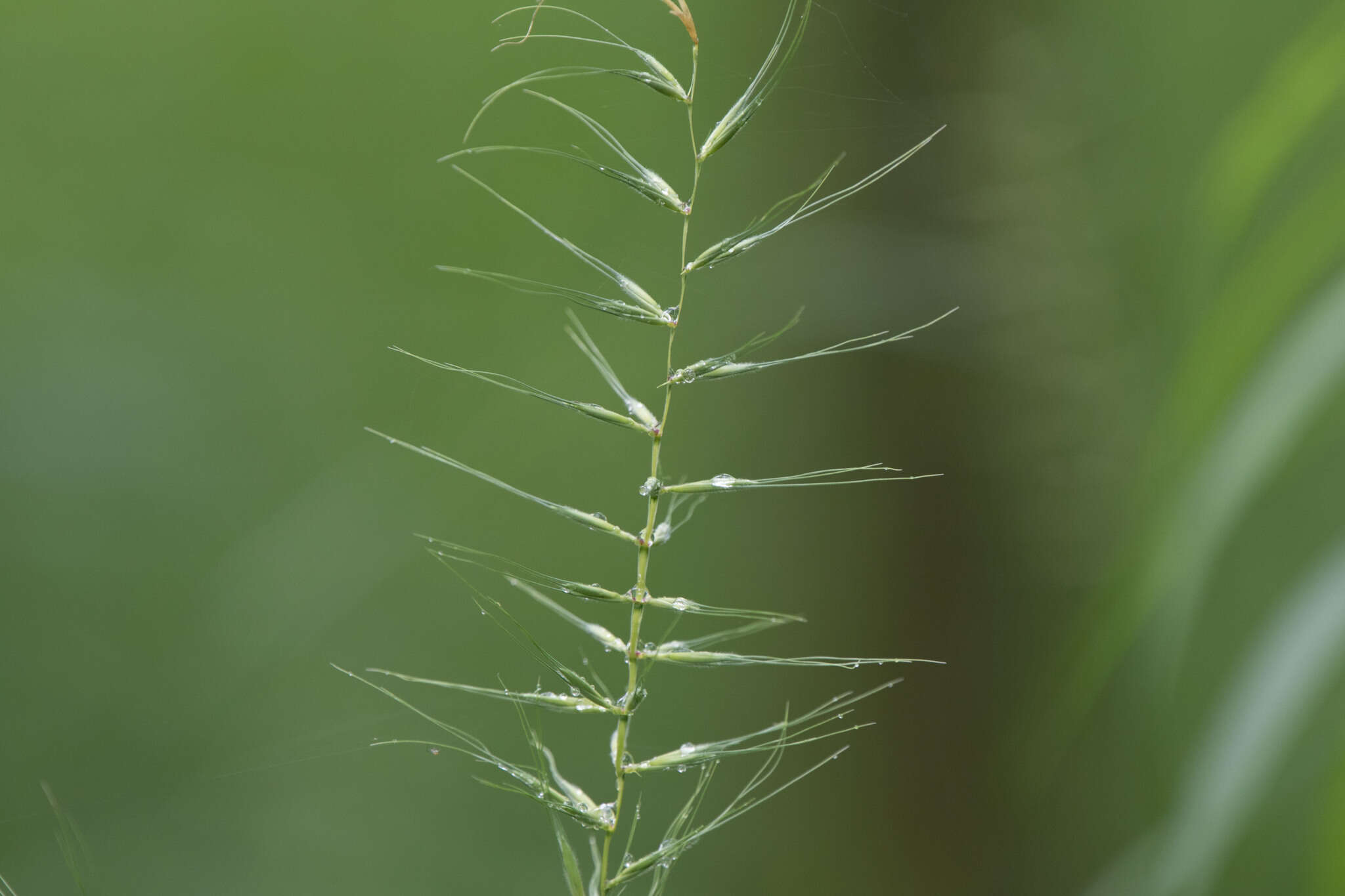 Imagem de Elymus hystrix var. hystrix