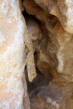 Image of Fan-fingered gecko