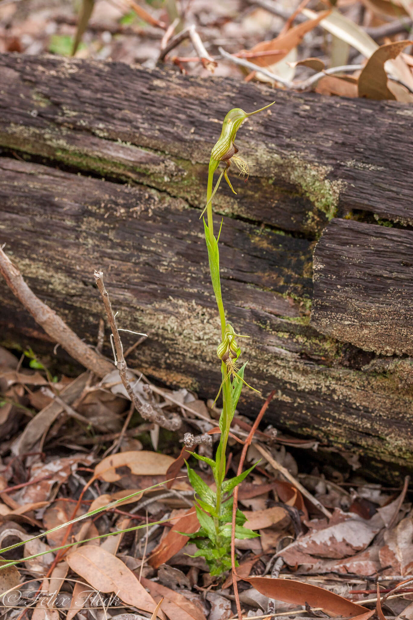 Image of Bird orchid