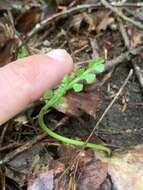 Image of Mingan moonwort