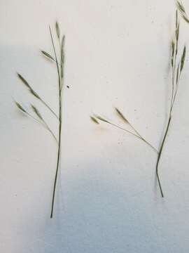 Image of flattened oatgrass