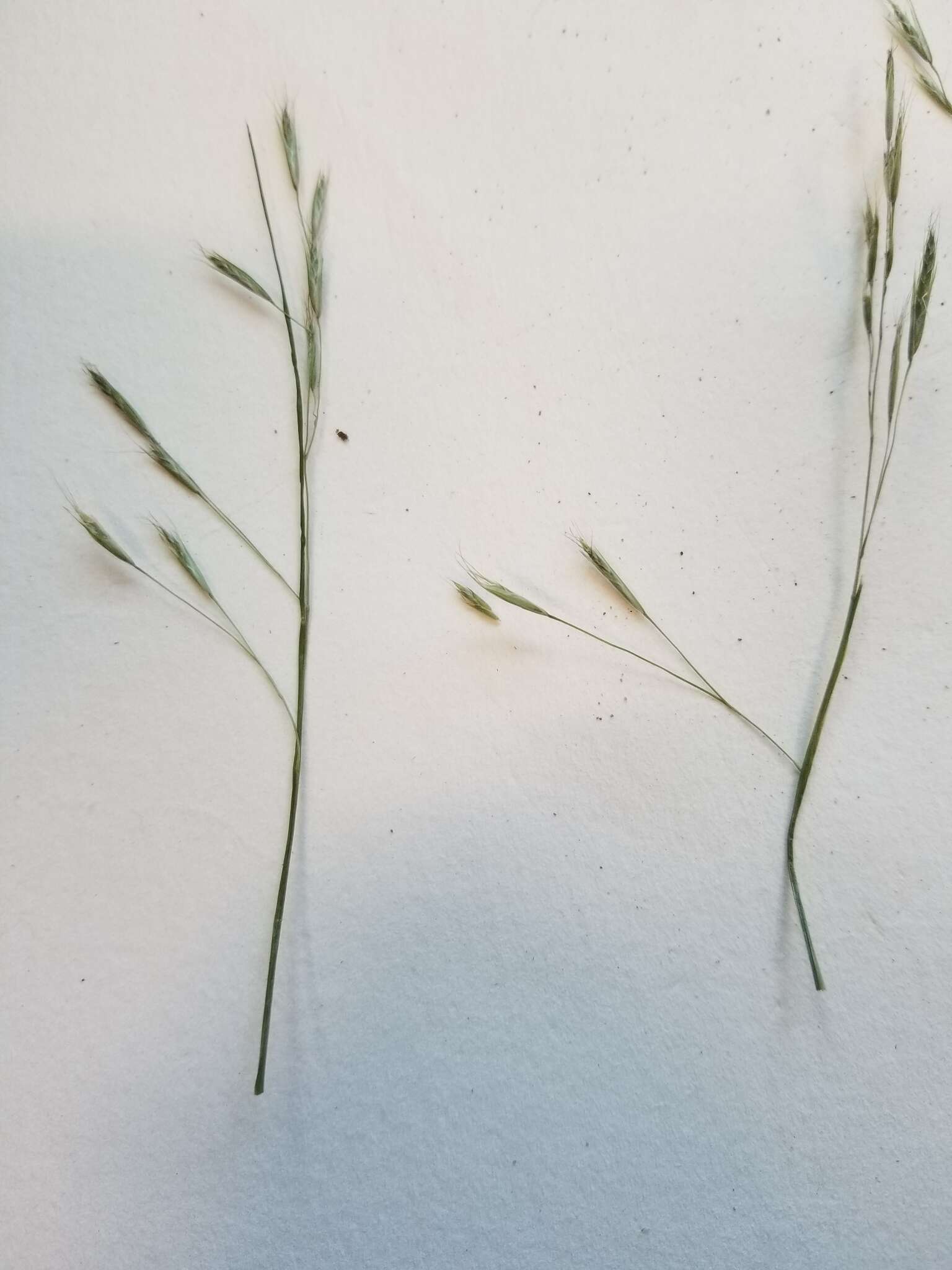 Image of flattened oatgrass