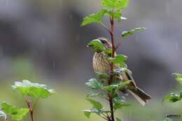 Image of Pink-browed Rosefinch