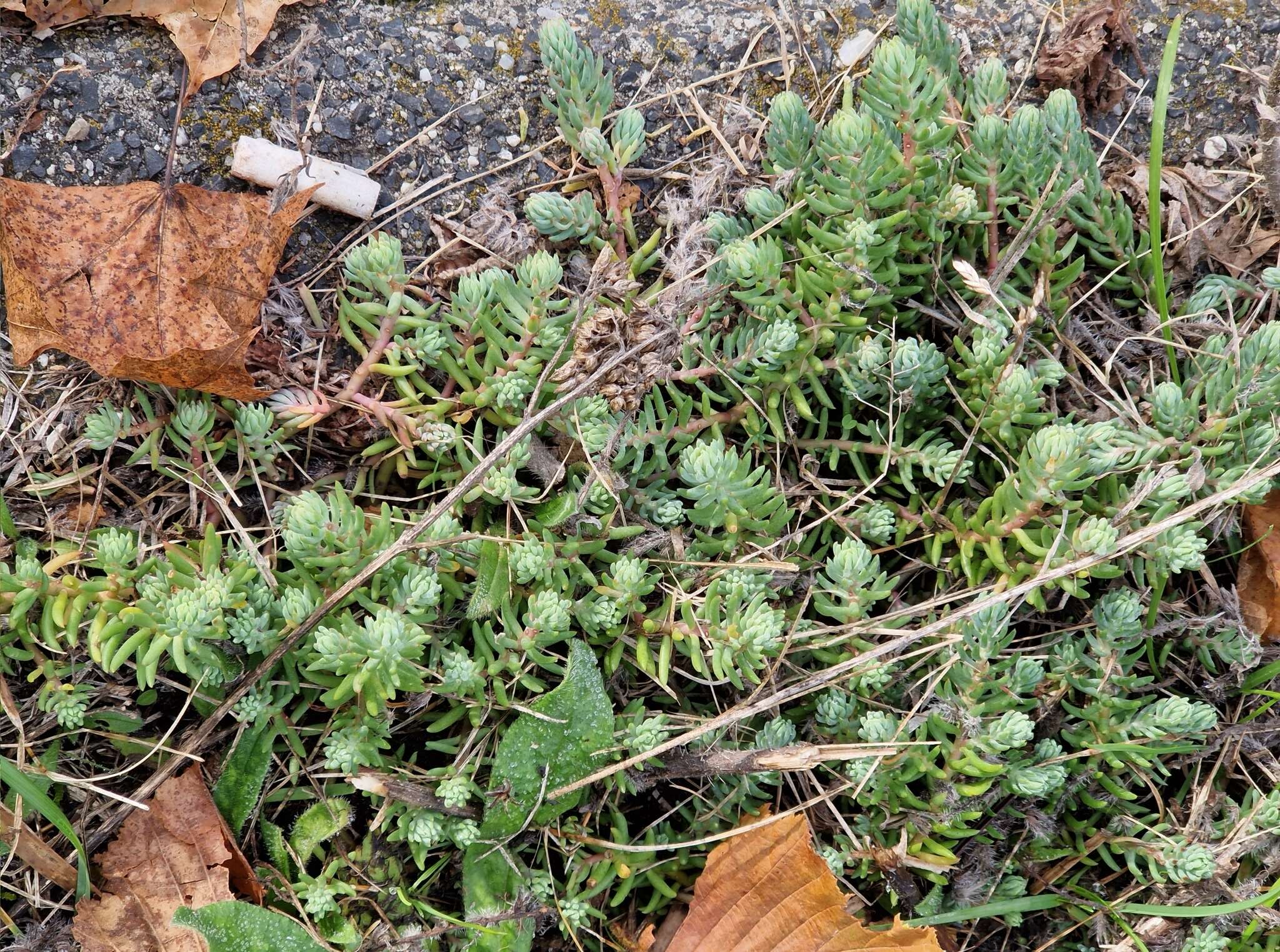 Слика од Petrosedum Grulich