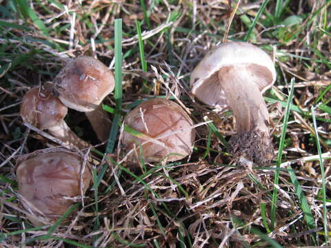 Image of Hebeloma excedens (Peck) Sacc. 1887