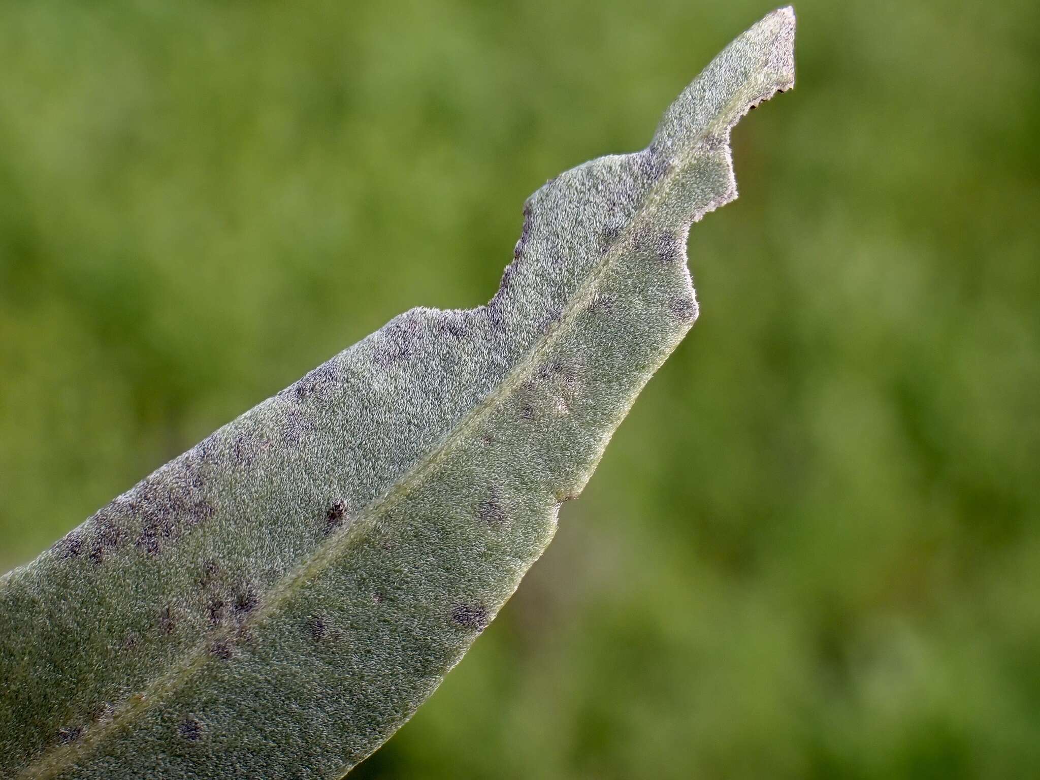 Image of Alectryon oleifolius subsp. canescens S. Reyn.