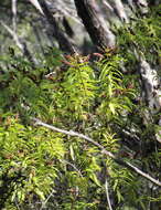 Image of Veronica ligustrifolia A. Cunn.