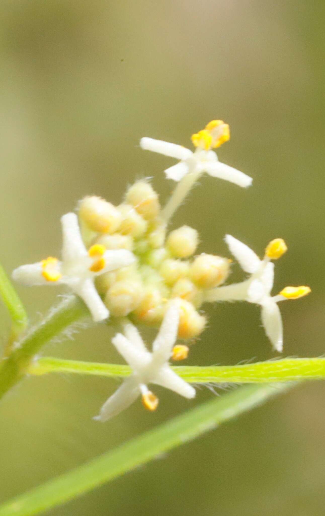 Image of Pimelea clavata Labill.