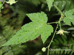 صورة Rubus corchorifolius L. fil.