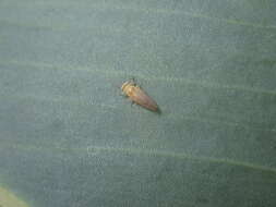 Image of Psyllid