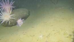 Image of rough-skinned sea anemone