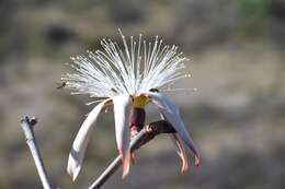 Image of Pseudobombax palmeri (S. Wats.) Dugand