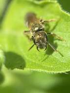 Halictus aerarius Smith 1873 resmi