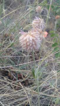 Imagem de Trifolium thompsonii C. V. Morton