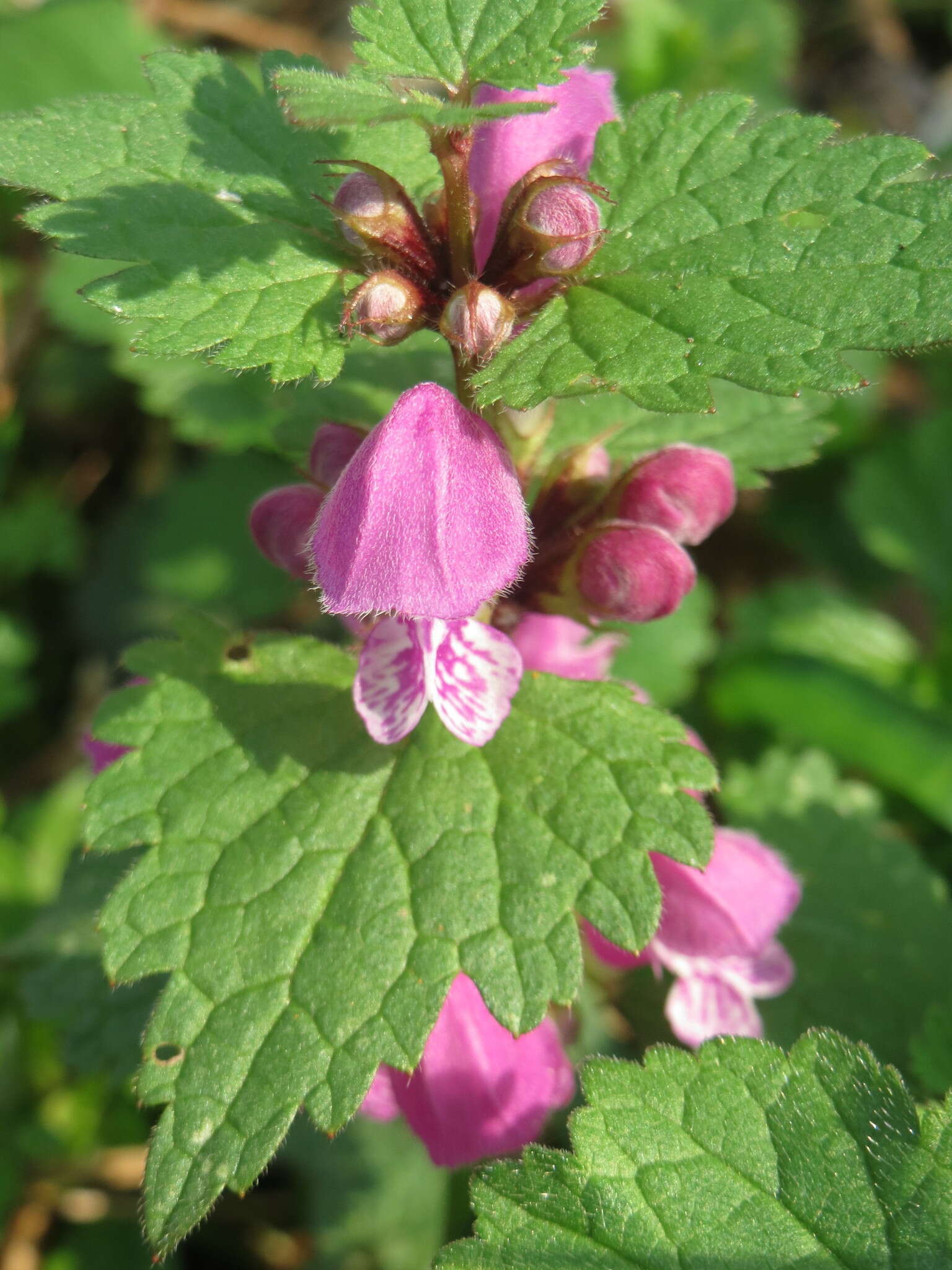 Image of spotted dead-nettle