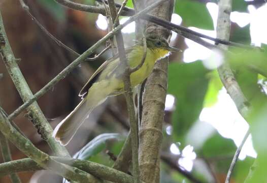 Image of Icterine Greenbul