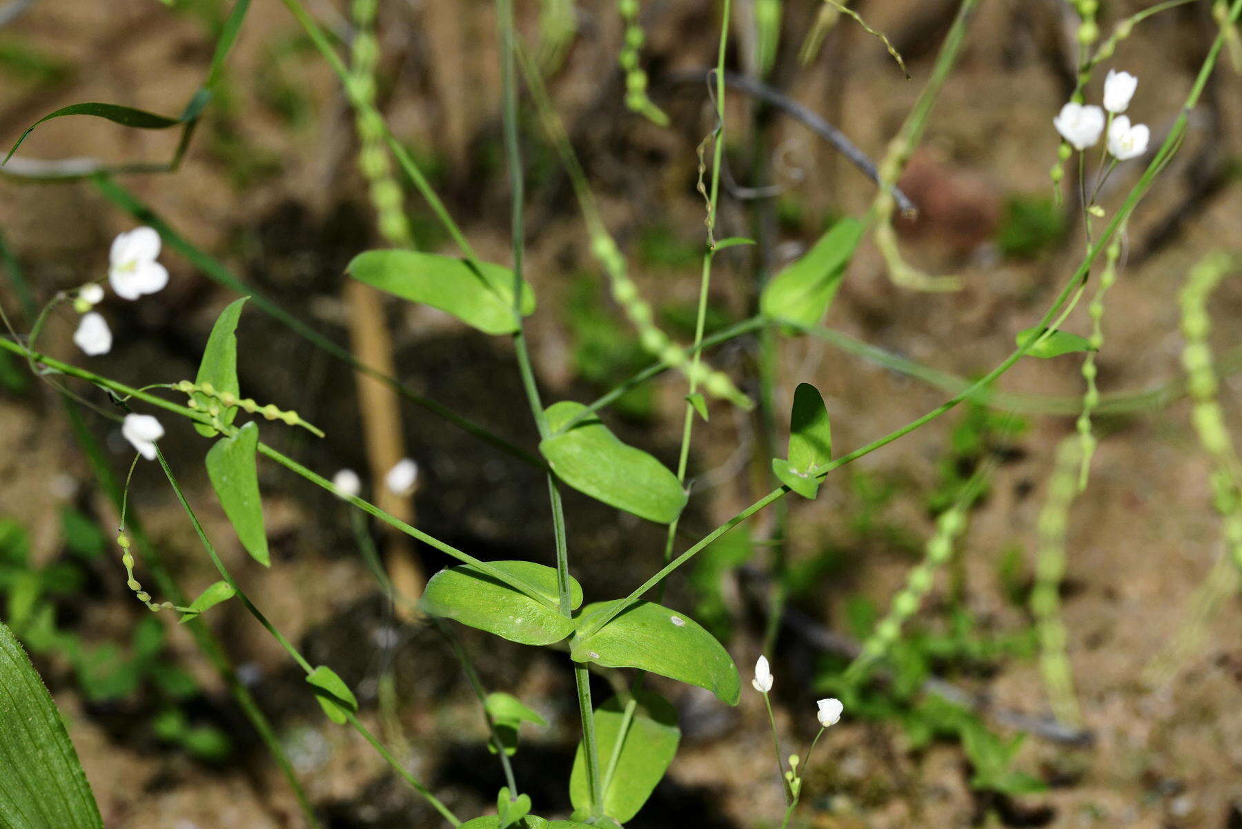 Image de Heliophila amplexicaulis L. fil.