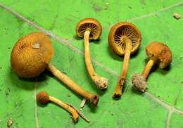 Imagem de Pholiota granulosa (Peck) A. H. Sm. & Hesler 1968