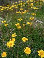 Image of Scapisenecio pectinatus var. major (F. Muell. ex Belcher) Schmidt-Leb.