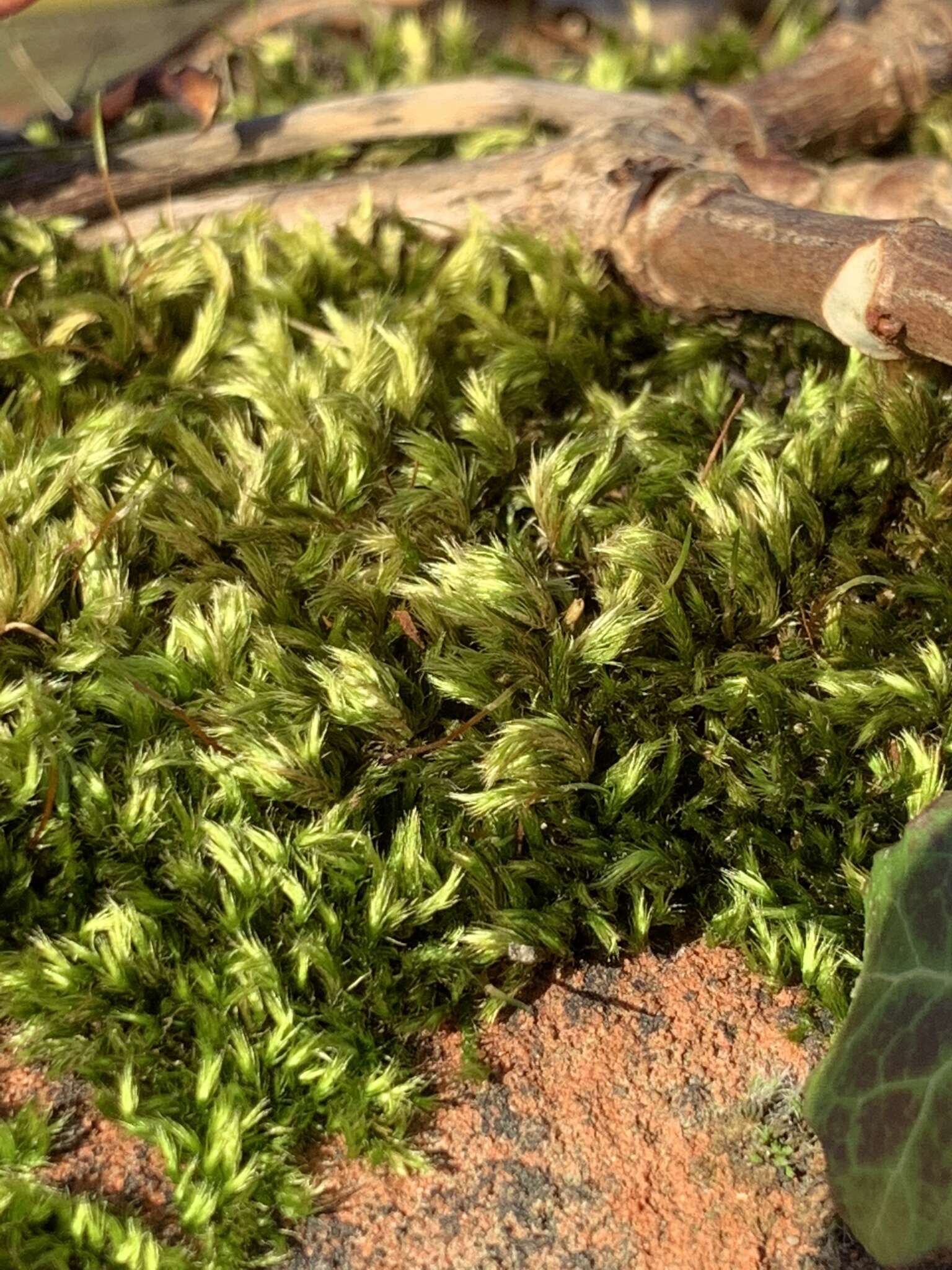 Image of silken homalothecium moss