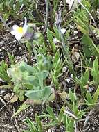 Image de Linaria albifrons (Sm.) Spreng.