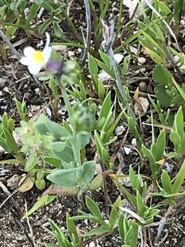 Image de Linaria albifrons (Sm.) Spreng.