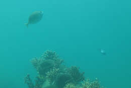 Image of African white-spotted rabbitfish