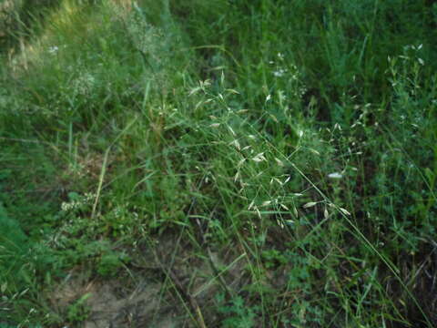 Image of Poa versicolor Besser