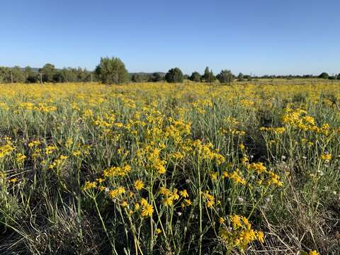 Image of New Mexico groundsel