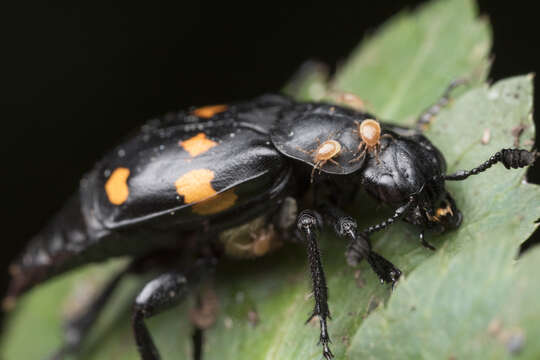 Image of Nicrophorus (Nicrophorus) defodiens (Mannerheim 1846)