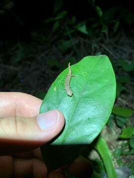 Image of Nauta Salamander