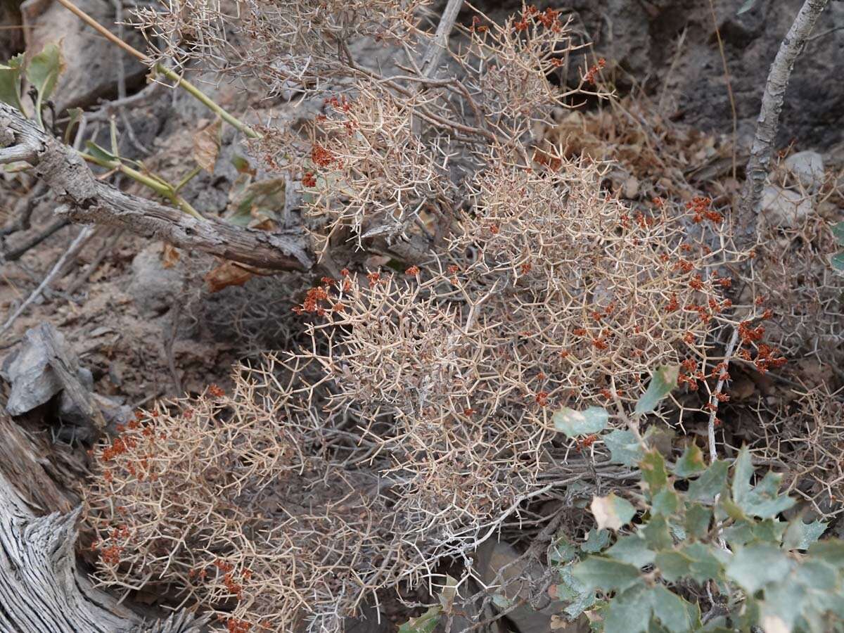 Imagem de Eriogonum heermannii var. sulcatum (S. Wats.) Munz & Reveal