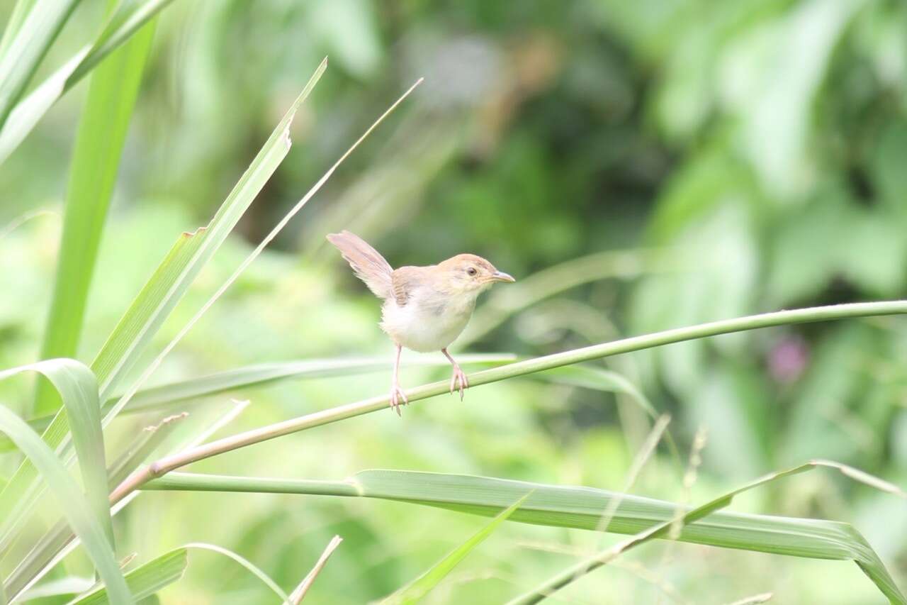 Image of Chattering Cisticola