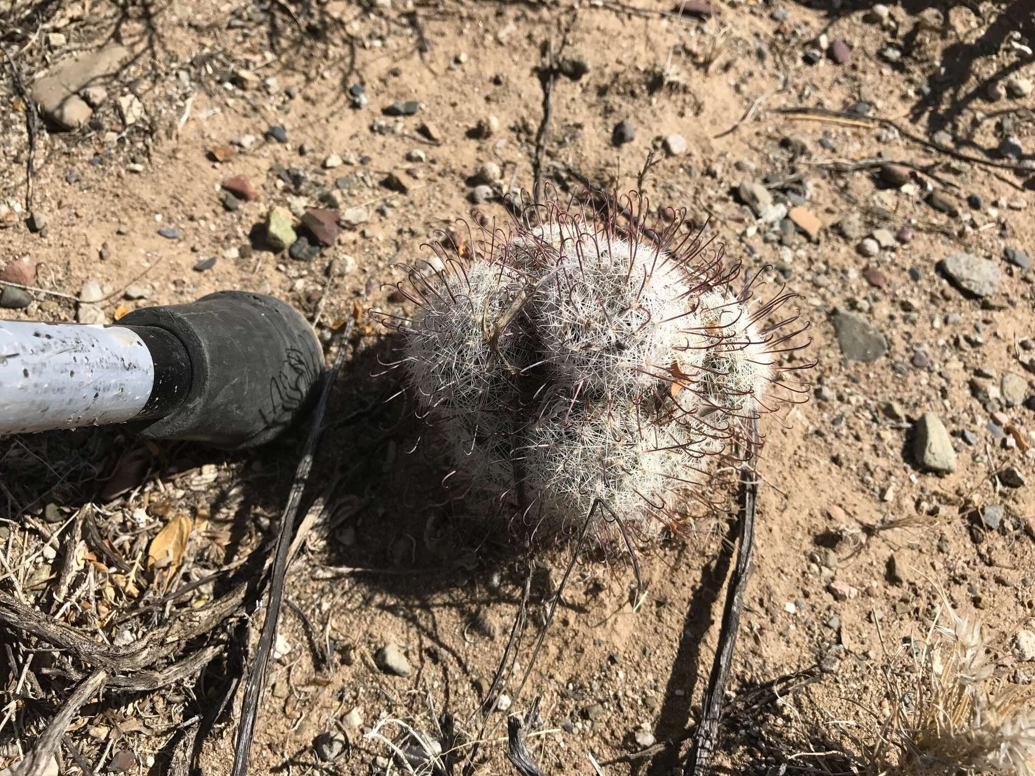 Image de Mammillaria grahamii Engelm.