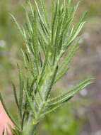 Image de Psoralea floccosa