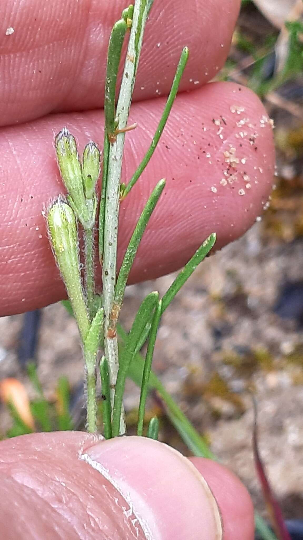 Image of Sesamoides purpurascens (L.) G. López González