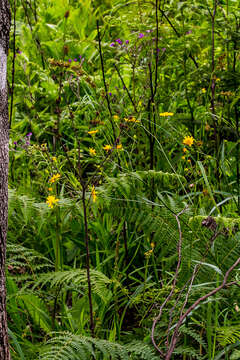 Image de Senecio albanensis DC.